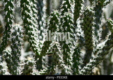Cactus in Cyprus Stock Photo