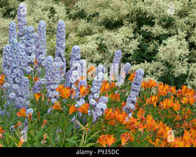 Delphiniums 'Moon light' and Alstroemeria commonly called the Peruvian lily in flower border Norfolk July Stock Photo