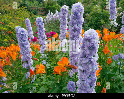 Delphiniums 'Moon light' and Alstroemeria commonly called the Peruvian lily in flower border Norfolk July Stock Photo