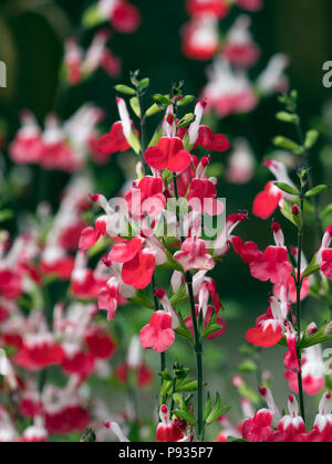 Salvia microphylla 'Hot Lips'  in border July Norfolk Stock Photo