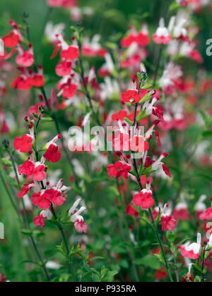 Salvia microphylla 'Hot Lips'  in border July Norfolk Stock Photo