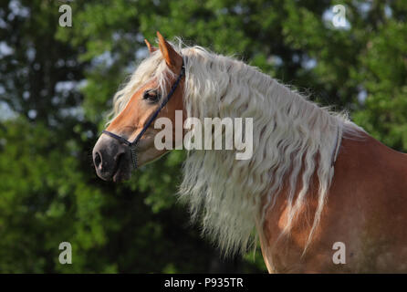 Tyrolean Haflinger horse portrait, stallion with long flowing mane Stock Photo