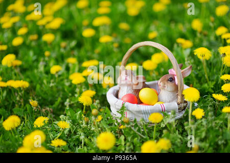 Colorful Easter eggs in a basket on a grass with two bunnies. Celebrating Easter outdoors. Stock Photo
