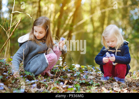 Adorable little girls picking the first flowers of spring in the woods on beautiful sunny spring day. Cute children having fun outdoors. Stock Photo