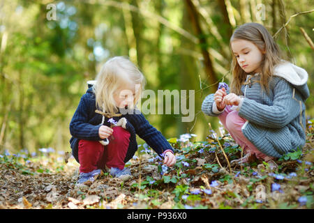 Adorable little girls picking the first flowers of spring in the woods on beautiful sunny spring day. Cute children having fun outdoors. Stock Photo