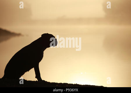 Silhouette of a German boxer dog