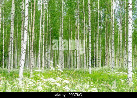 Birch trees and a green meadow in summer day in Finland Stock Photo