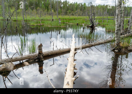 Old fallen trees on pond and bog in Hiidenportti National Park in Finland Stock Photo