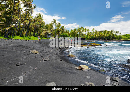 Hawaiian green turtles relaxing at Punaluu Black Sand Beach on the Big Island of Hawaii, USA Stock Photo