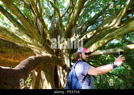 Male tourist taking photo of himself near giant banyan tree on Hawaii. Branches and hanging roots of giant banyan tree on Maui, Hawaii, USA Stock Photo