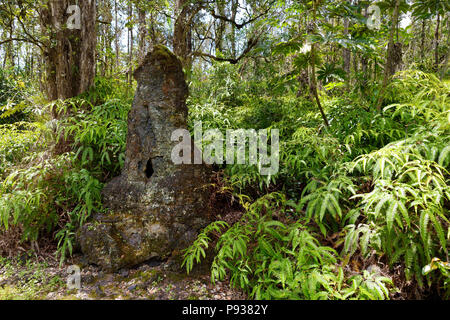 Lava molds of the tree trunks that were formed when a lava flow swept through a forested area in Lava Tree State Monument on the Big Island of Hawaii, Stock Photo