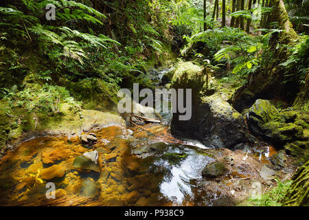 Lush tropical vegetation of the Hawaii Tropical Botanical Garden of Big Island of Hawaii, USA Stock Photo