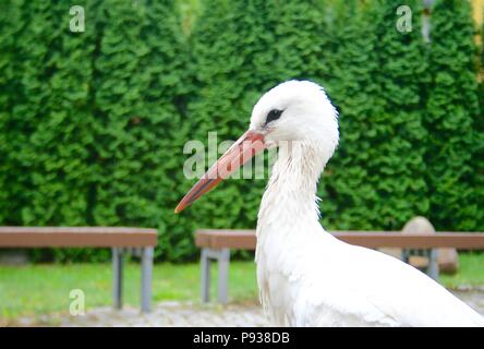 Lost beautiful stork walking in a town Stock Photo