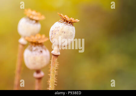 Close up dried poppy heads . Stock Photo