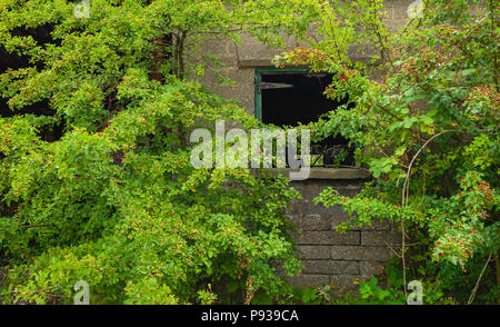 Abandoned farm building shrouded in overgrown wild plant with broken window in rural Beverley, Yorkshire, UK. Stock Photo