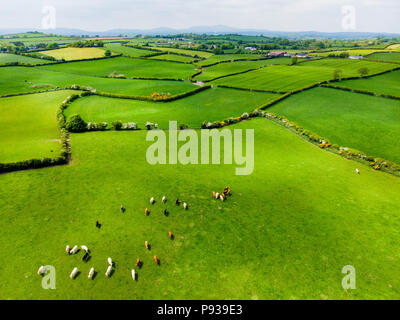 Aerial view of endless lush pastures and farmlands of Ireland. Beautiful Irish countryside with emerald green fields and meadows. Rural landscape. Stock Photo