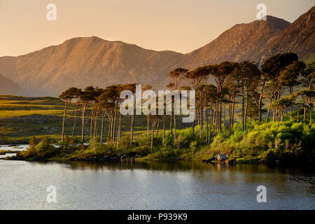 Twelve Pines Island, standing on a gorgeous background formed by the sharp peaks of a mountain range called Twelve Pins or Twelve Bens, Connemara, Cou Stock Photo