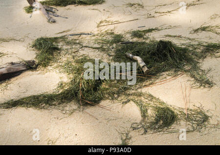 Seaweed is spread along the shoreline in the Goose Creek State Park Stock Photo