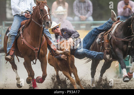 Steer Wrestling, get down and in the dirt. Exciting rodeo event, man vs steer. Action packed, jumps from movng horse to wrestle steer to ground. Matt  Stock Photo