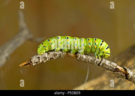 A close up of the caterpillar or larva of an Anise Swallowtail butterfly, Papilio zelicaon, before it pupates. The yellow horns are osmeteria, used fo Stock Photo