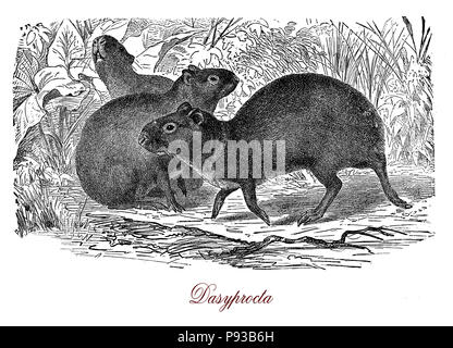 Vintage engraving of Agouti, south America and Middle America rodent, similar to guinea pig Stock Photo