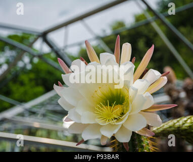 Echinopsis spachiana, Golden Torch, Golden Column or White Torch Cactus in Full Flower Stock Photo