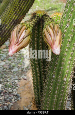 Close up shot of Echinopsis spachiana Cactus with flowers Stock Photo