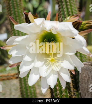 Echinopsis spachiana, Golden Torch, Golden Column or White Torch Cactus in Full Flower Stock Photo