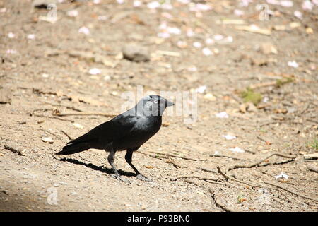 A close up photograph of a male jackdaw, on natural ground, in bright sunlight Stock Photo