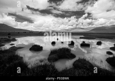 CLOUDS reflect in stream as YAKS graze on the TIBETAN PLATEAU - Southern route to MOUNT KAILASH, TIBET Stock Photo