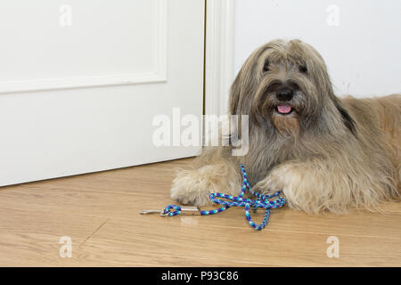 CATALAN SHEEP DOG WAITS FOR A WALK WITH LEASH ON FLOOR AND DOOR LIKE BACKGROUND. Stock Photo