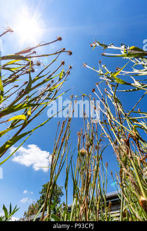 Purple Vipers grass stems and seed heads in a cottage garden. Monmouthshire Stock Photo
