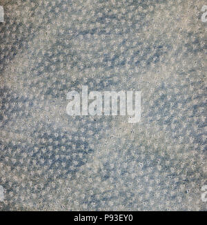 Blue leather texture. Square, close up Stock Photo
