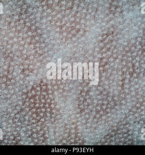 leather texture. Square, close up Stock Photo