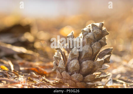 Pine cone close-up on blurred background in sunlight Stock Photo