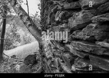 Birch tree growing out of a stone wall of an old abandoned farm building near Setcases in the Catalonian Pyrenees, Spain Stock Photo