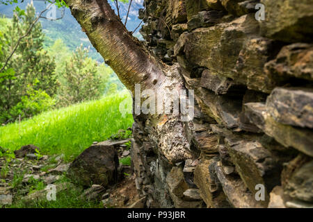 Birch tree growing out of a stone wall of an old abandoned farm building near Setcases in the Catalonian Pyrenees, Spain Stock Photo