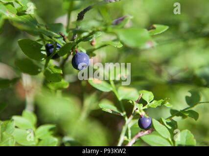 Fresh organic ripe blueberries on the bush with green leaves in summer, close up Stock Photo