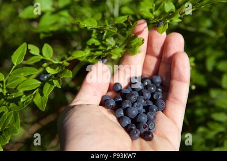 Picking or collecting fresh organic ripe blueberries on the bush with green leaves in summer, close up with hand Stock Photo