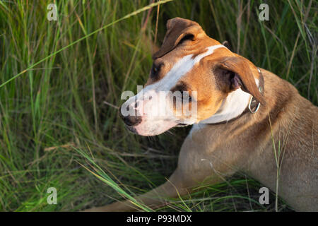 Staffordshire terrier dog portrait in natural park. Cute mixed breed puppy laying in green grass in rural area on nice summer afternoon Stock Photo