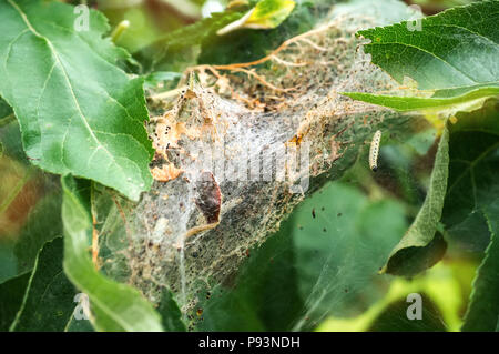 Large nest of caterpillars of the moth in the web . Stock Photo