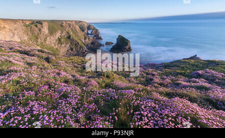 Carpets of thrift at Bedruthan Steps in Cornwall. Stock Photo