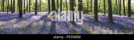 Micheldever Woods in Hampshire. Stock Photo