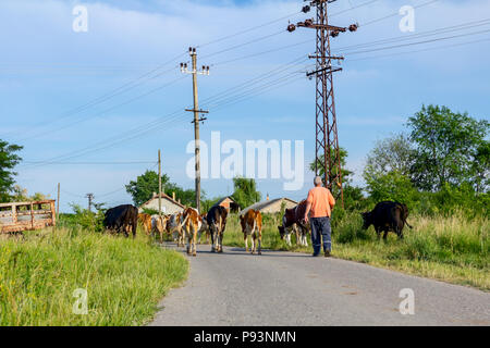 Two shepherds are driving a herd of bloodstock domestic cows home to the barn after pasture on asphalt road in village. Stock Photo