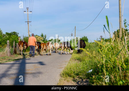 Two shepherds are driving a herd of bloodstock domestic cows home to the barn after pasture on asphalt road in village. Stock Photo