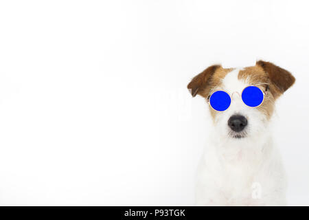 FASHION SMALL JACK RUSSELL DOG WEARING BLUE MIRROR GLASSES ISOLATED ON WHITE BACKGROUND. BANNER SPACE FOR TEXT. Stock Photo