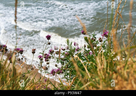 flowers Thistle on the beach, sea coast view from the cliff top Stock Photo