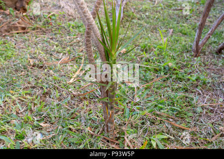Madagascar dragon tree (Dracaena marginata) plant growing in garden, Asuncion, Paraguay Stock Photo