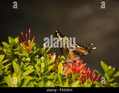 Giant Swallowtail Butterfly Resting On Flowers Stock Photo