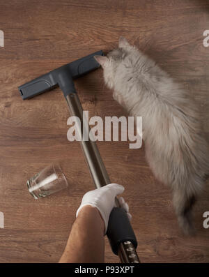 Cleaning after pet service. House cleaning theme above top view Stock Photo